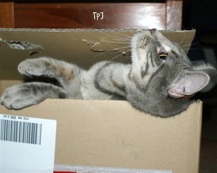 Huskat Bov billede 11