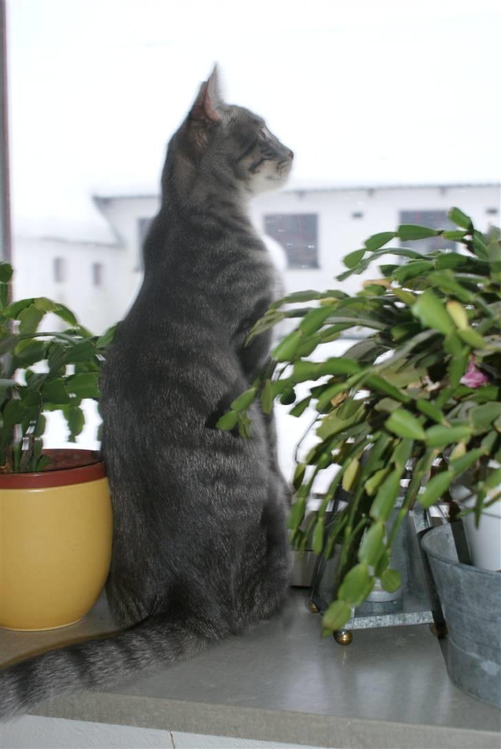 Huskat Bov billede 12