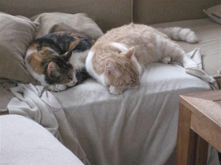 Huskat Smukkemis - hende og hendes søn billede 2