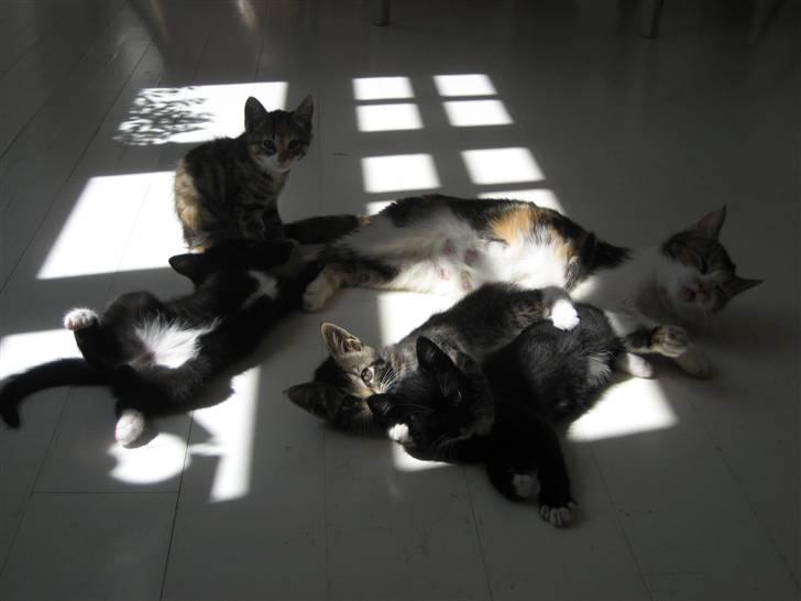 Huskat Smukkemis - så er killingerne på banen billede 1