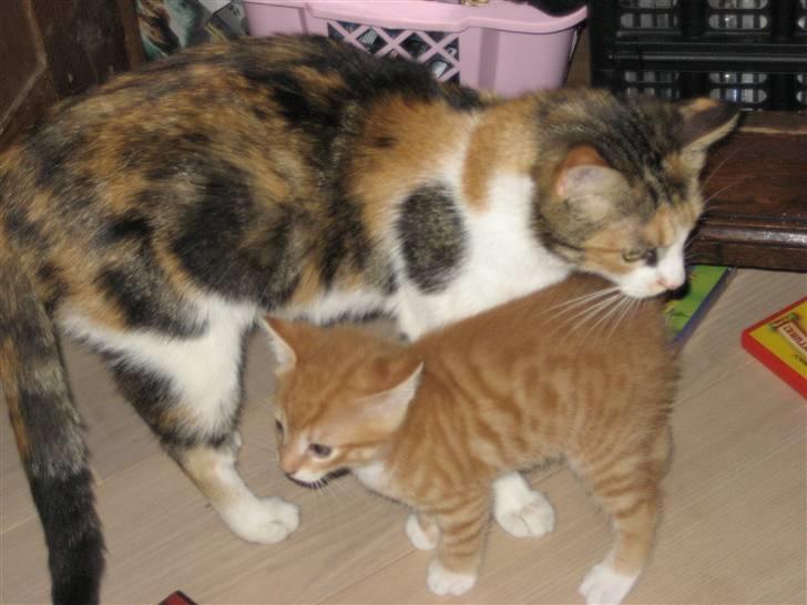 Huskat Smukkemis - nå en lille killing billede 3