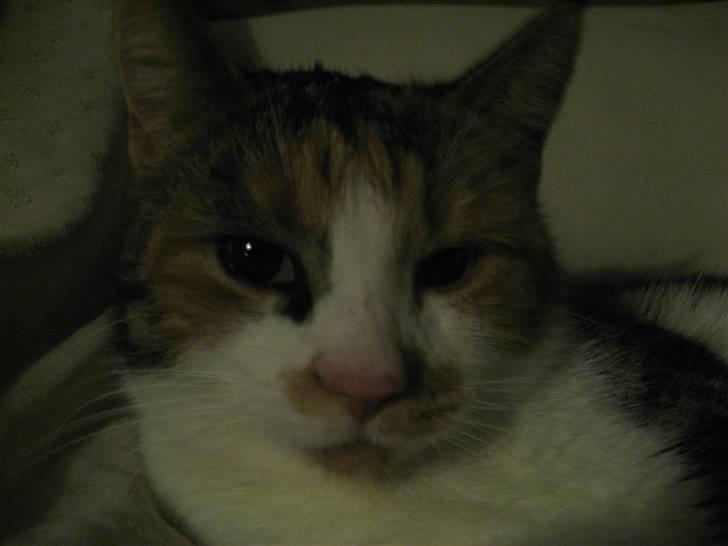 Huskat Smukkemis billede 4