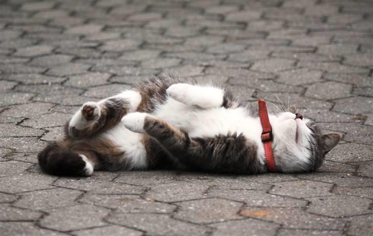 Blanding af racer MOLLY billede 15