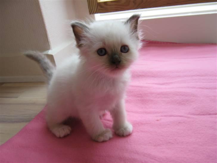 Hellig Birma DK.CHACOMI'S VICTORIA. - jeg er en lille prinsesse. billede 6