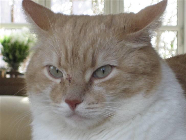 Huskat Simba billede 4