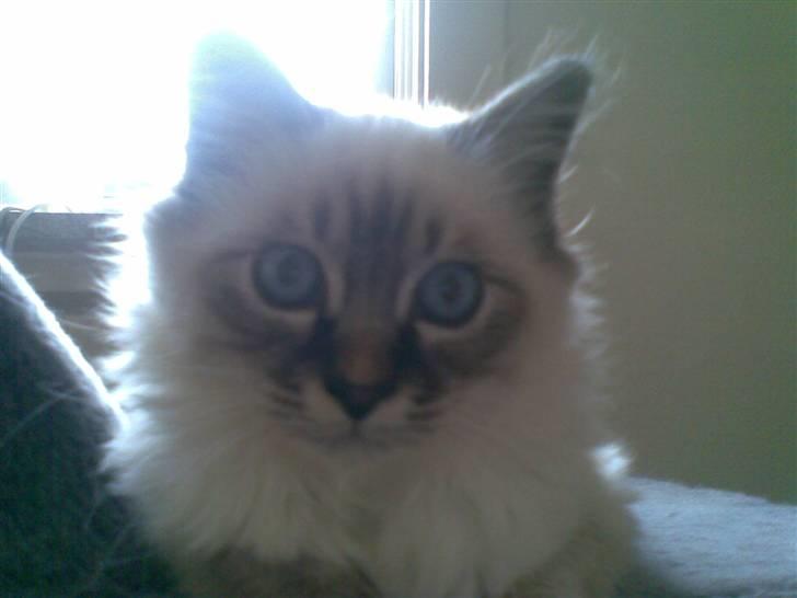 Hellig Birma MISS LORELEI'S COCIO.R.I.P 2011. - Jeg er lidt sej. billede 12