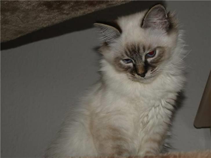 Hellig Birma MISS LORELEI'S COCIO.R.I.P 2011. - Her er jeg ikke så gammel. billede 13