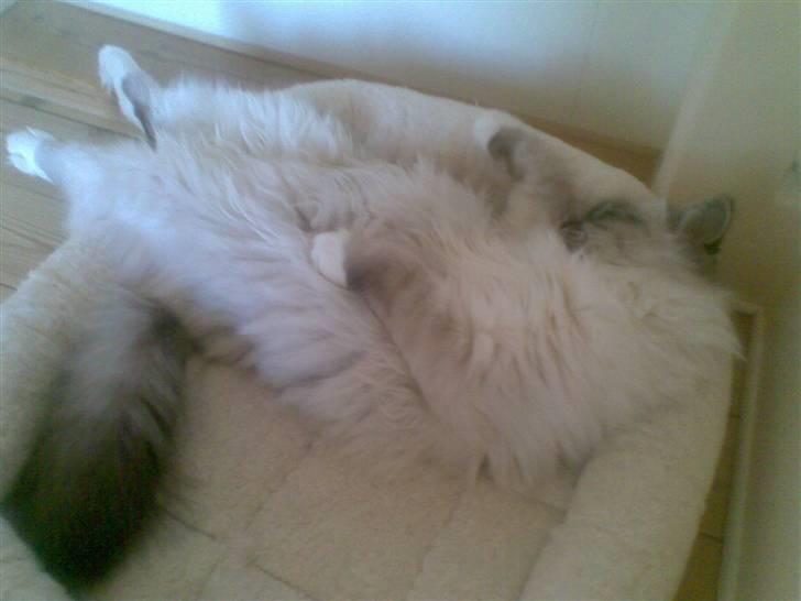 Hellig Birma MISS LORELEI'S COCIO.R.I.P 2011. - Jeg vil mene at jeg ligger godt. billede 14