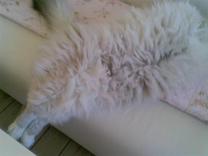 Hellig Birma MISS LORELEI'S COCIO.R.I.P 2011. - Sådan kan man da også sove. billede 15