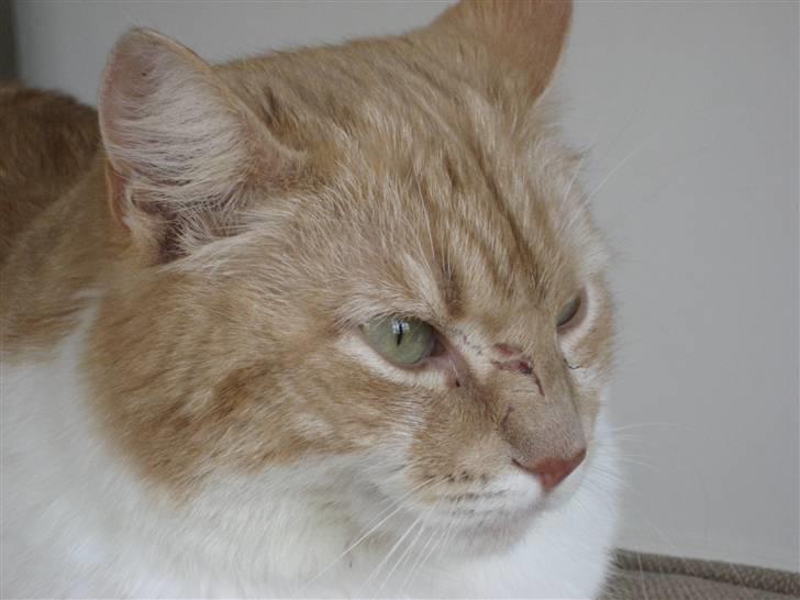 Huskat Simba billede 5