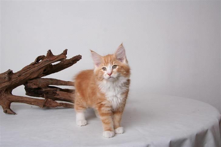 Norsk Skovkat DK Naturell's Longbeard billede 1