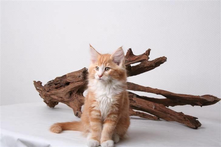 Norsk Skovkat DK Naturell's Longbeard billede 2