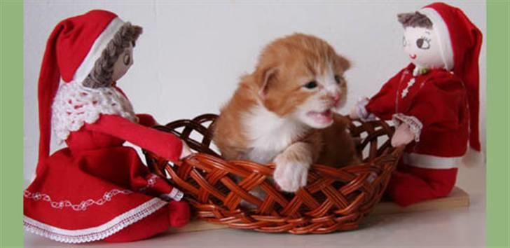 Norsk Skovkat DK Naturell's Longbeard billede 3