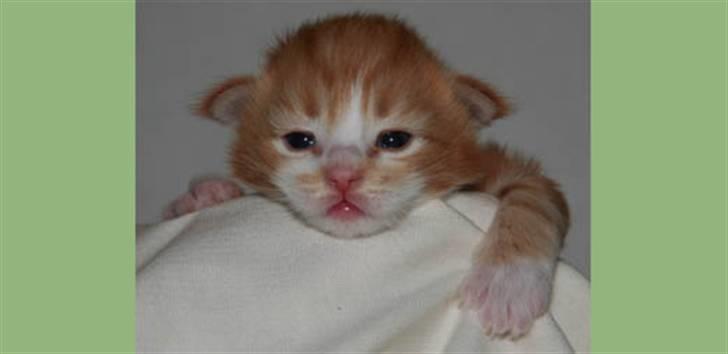 Norsk Skovkat DK Naturell's Longbeard billede 4