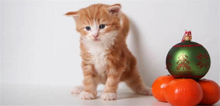 Norsk Skovkat DK Naturell's Longbeard billede 5