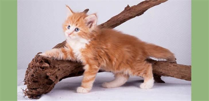 Norsk Skovkat DK Naturell's Longbeard billede 6