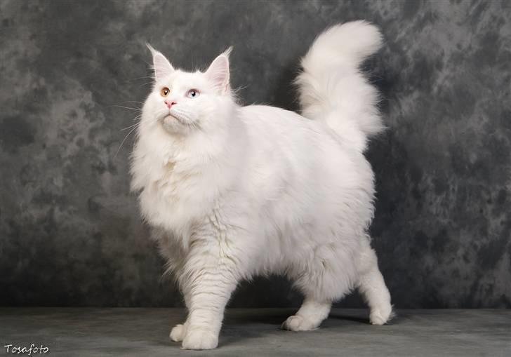 Maine Coon Pumba - Pumba ved fotograf. Feb 2010 billede 16