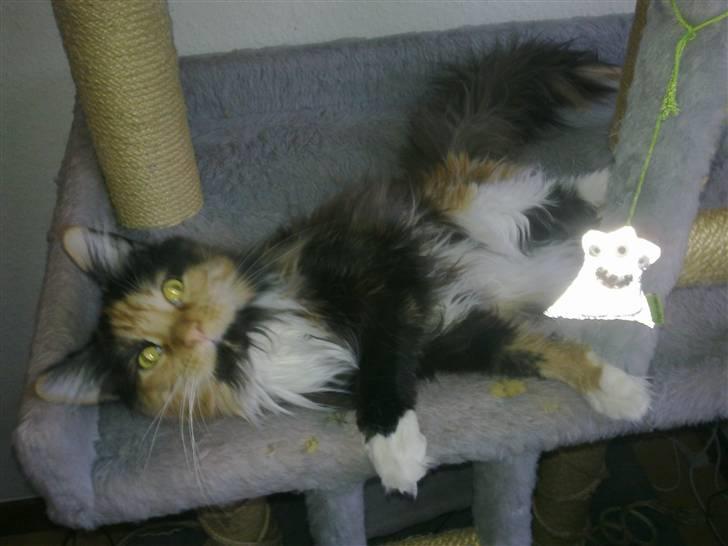 Maine Coon Destiny billede 8