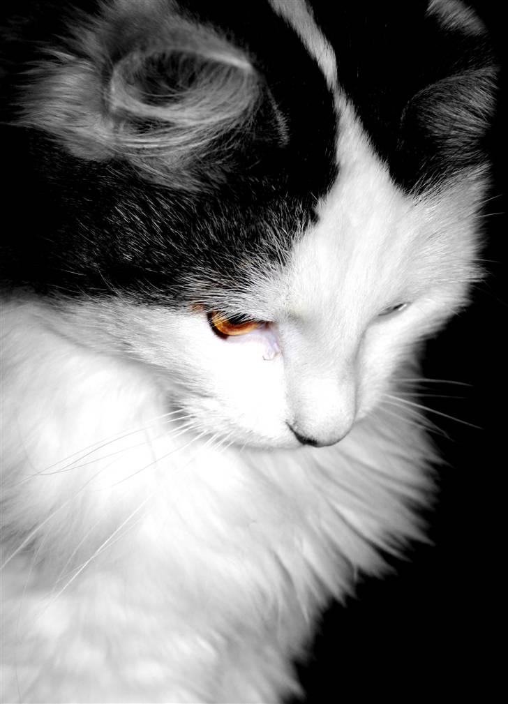 Blanding af racer Boffie billede 15