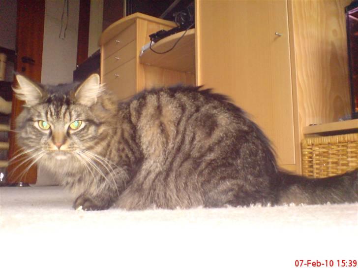 Huskat Herkulez billede 13