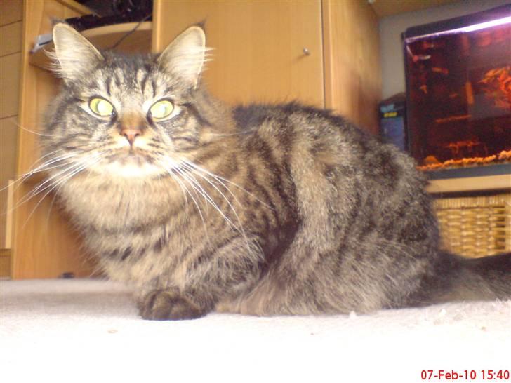 Huskat Herkulez billede 14