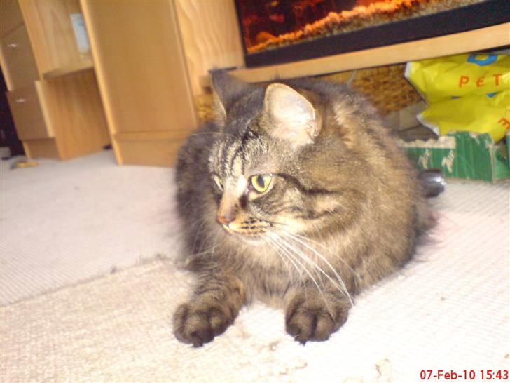 Huskat Herkulez billede 16