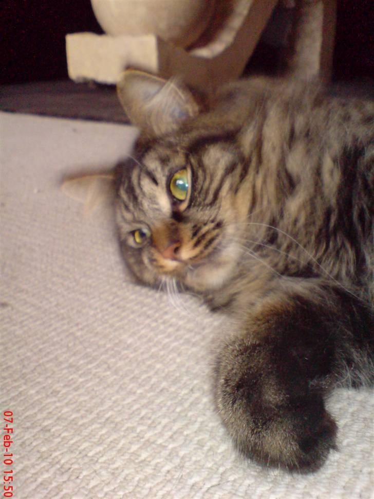 Huskat Herkulez billede 17