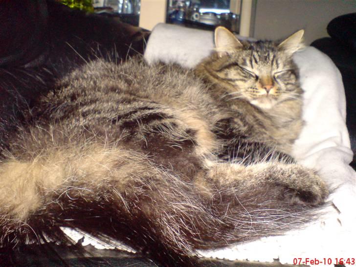 Huskat Herkulez billede 18