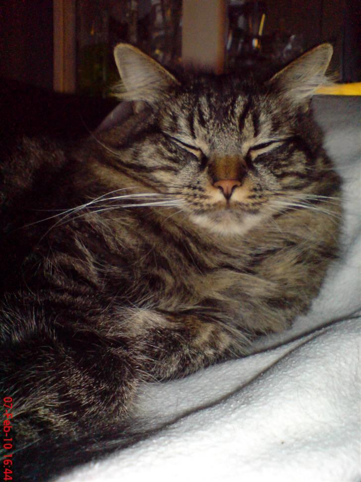 Huskat Herkulez billede 19