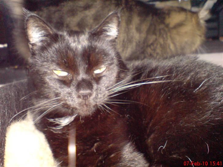 Huskat Arez billede 14