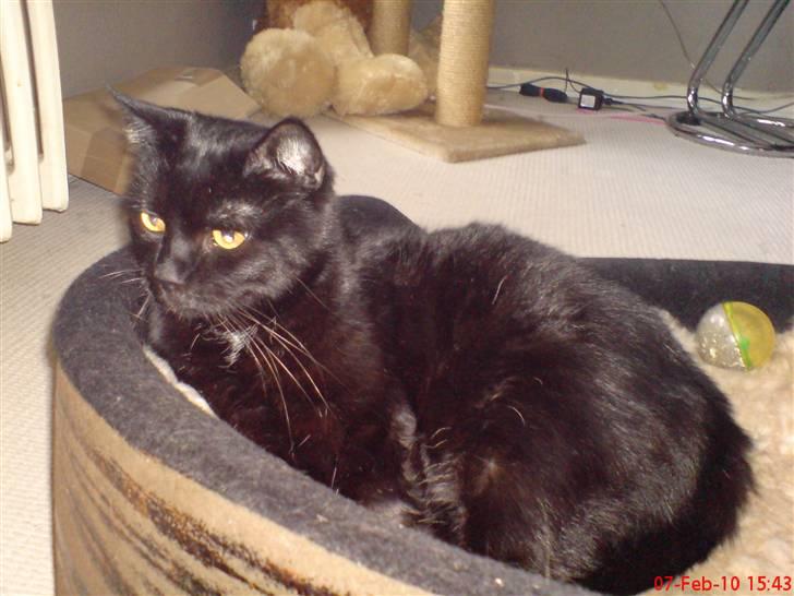 Huskat Arez billede 15