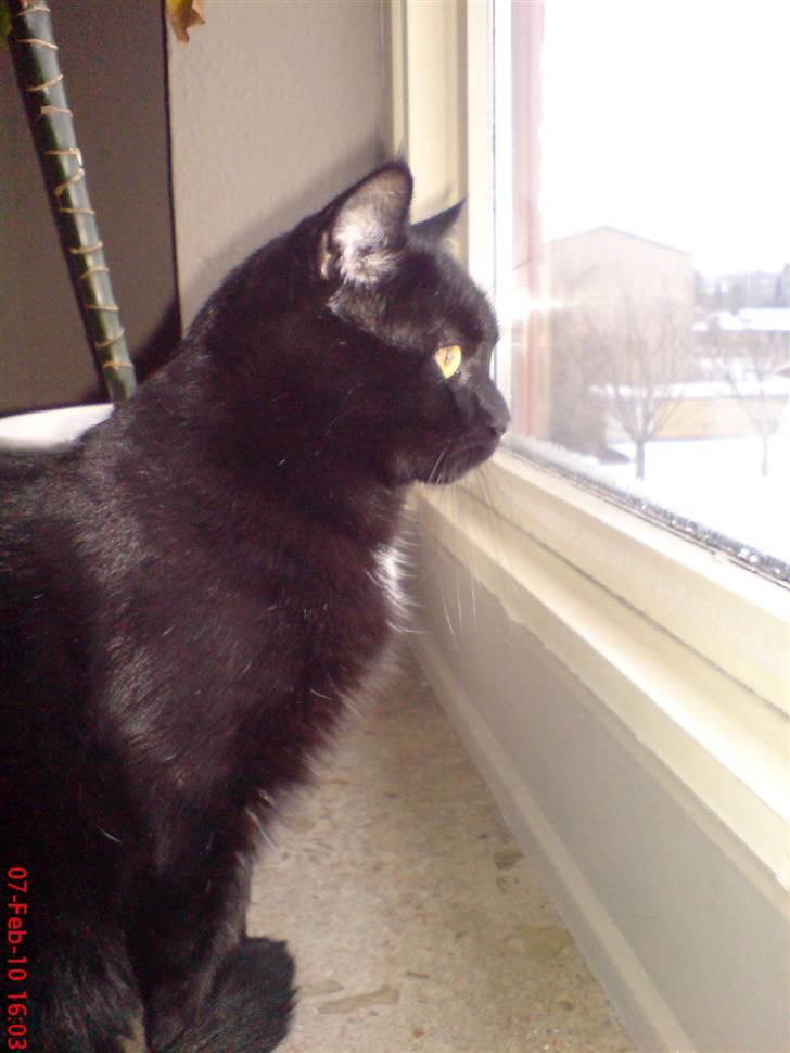 Huskat Arez billede 16