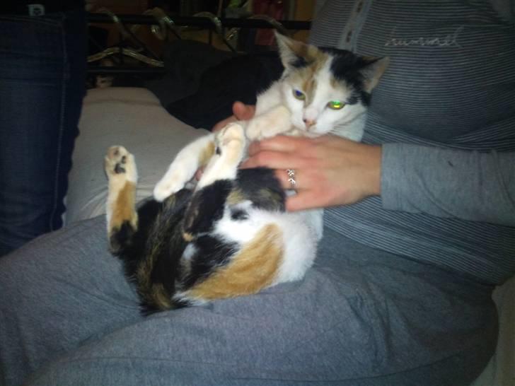 Huskat Mulle billede 10