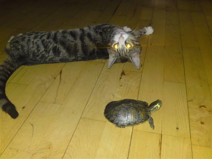 Blanding af racer Speedy billede 19