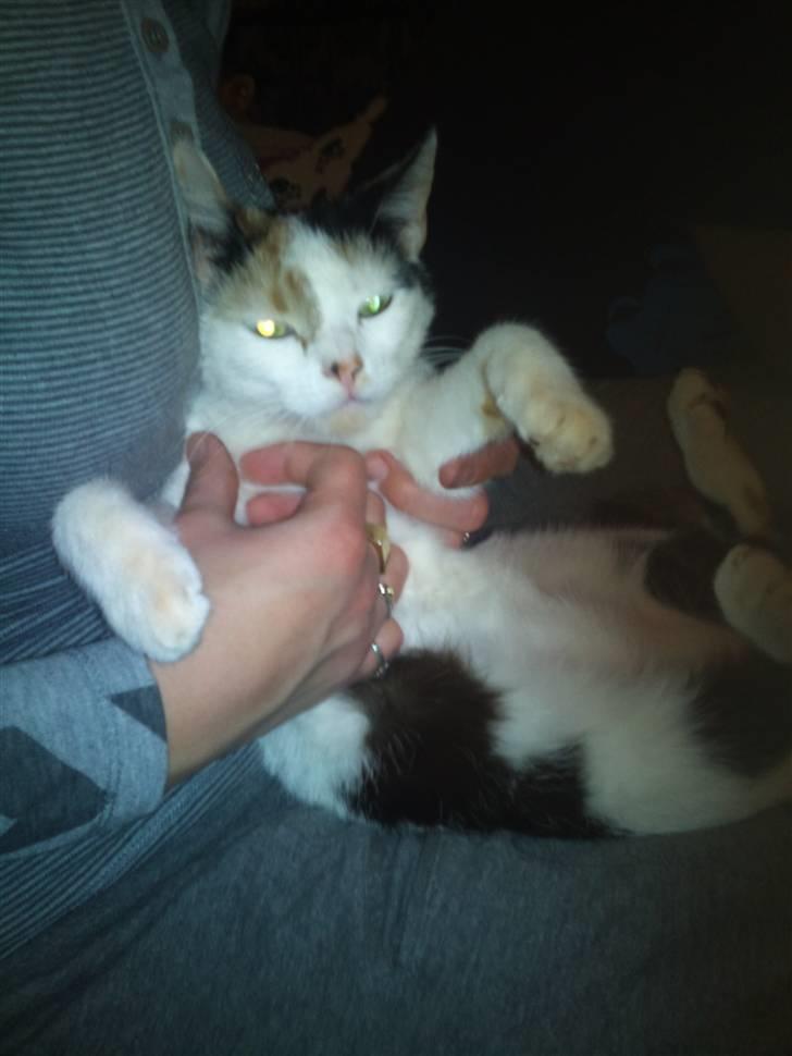 Huskat Mulle billede 12