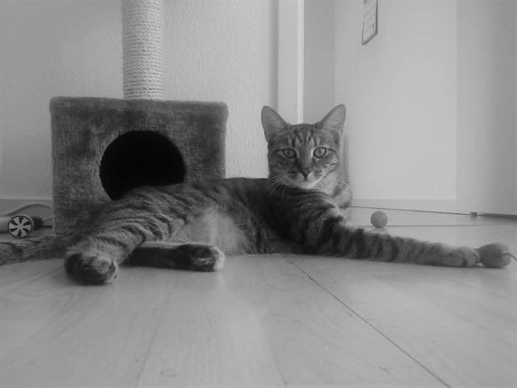 Huskat Mercedes billede 1