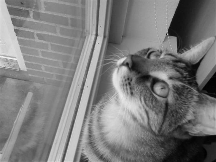 Huskat Mercedes billede 2