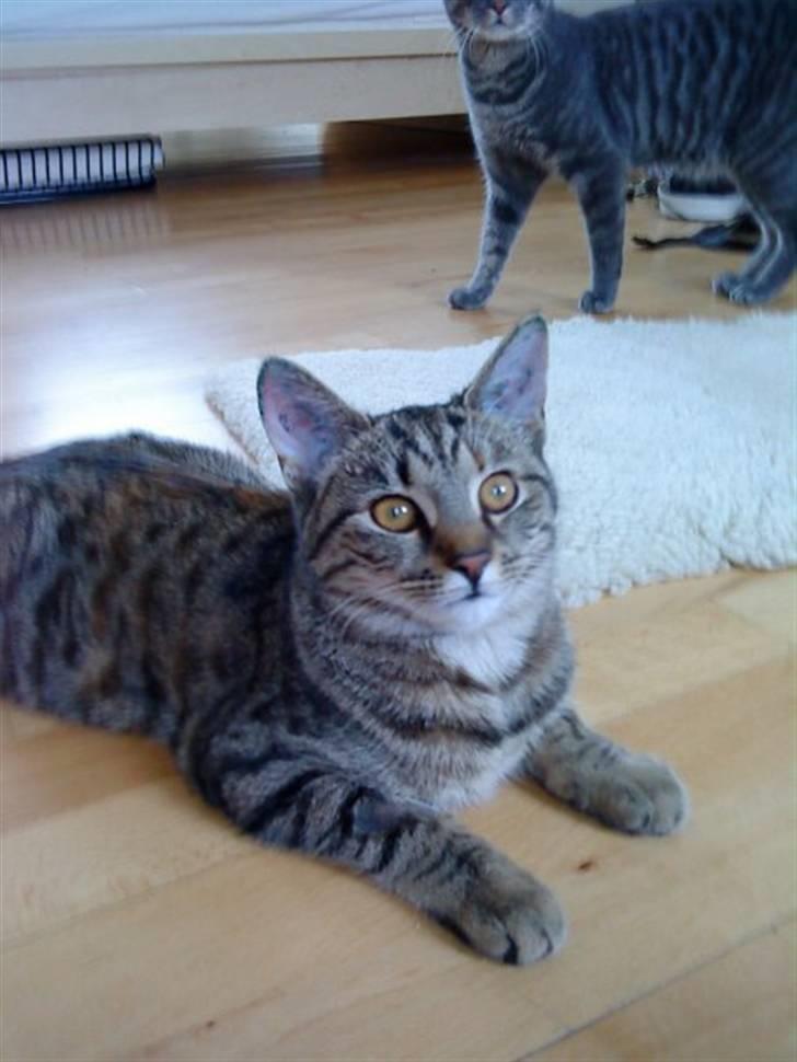 Huskat Mercedes billede 3