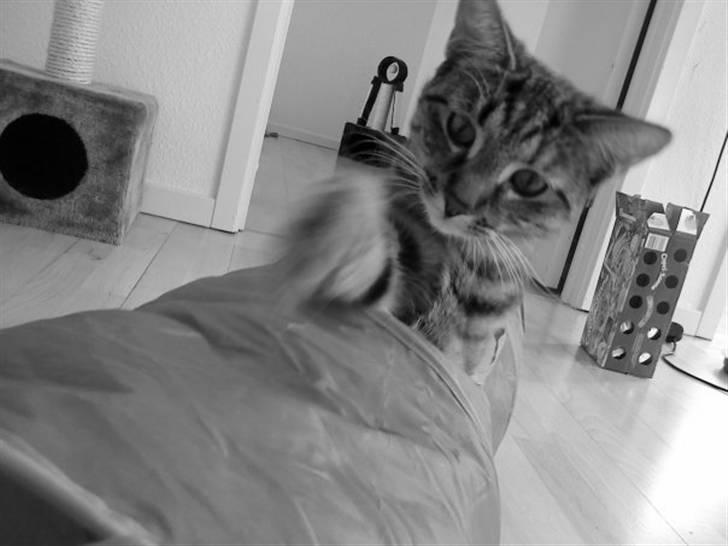 Huskat Mercedes billede 4