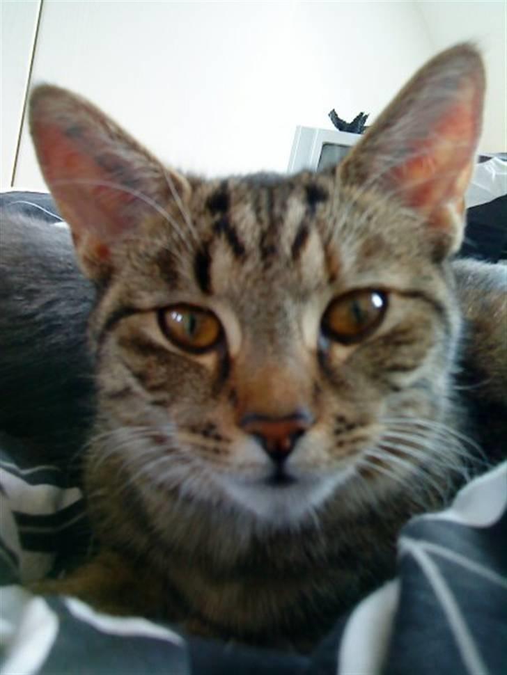 Huskat Mercedes billede 5