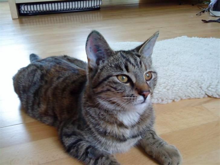 Huskat Mercedes billede 6