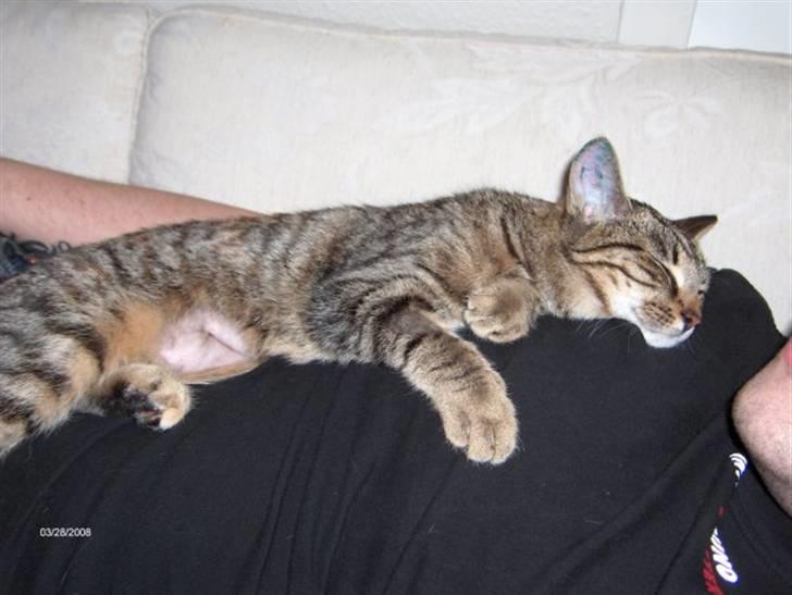 Huskat Mercedes billede 7