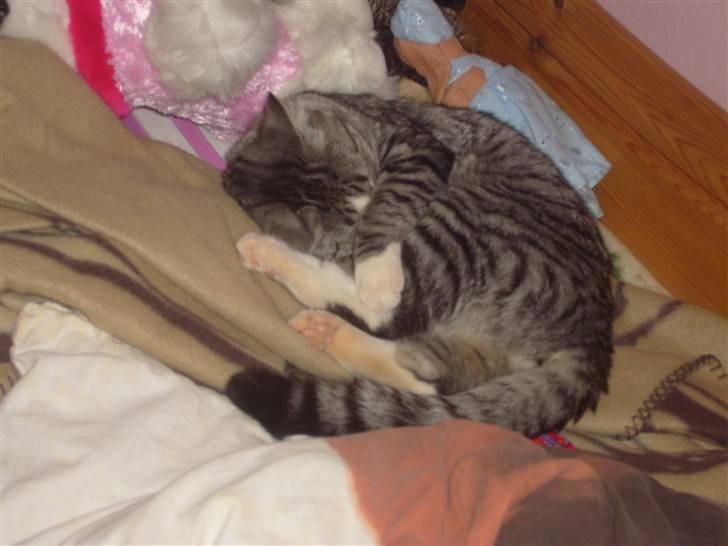 Blanding af racer Putte † billede 15