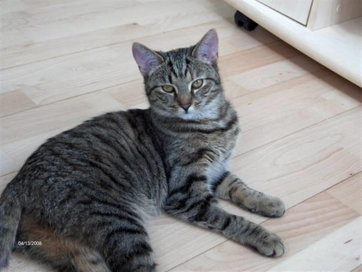 Huskat Mercedes billede 8