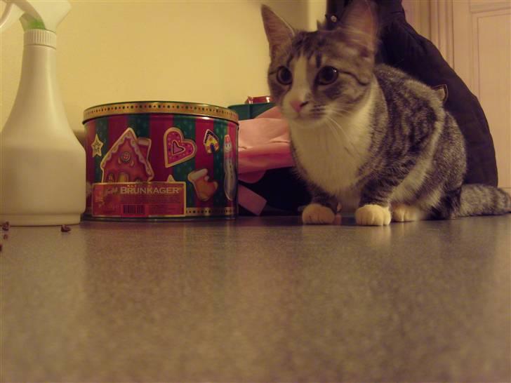 Blanding af racer Putte † billede 16