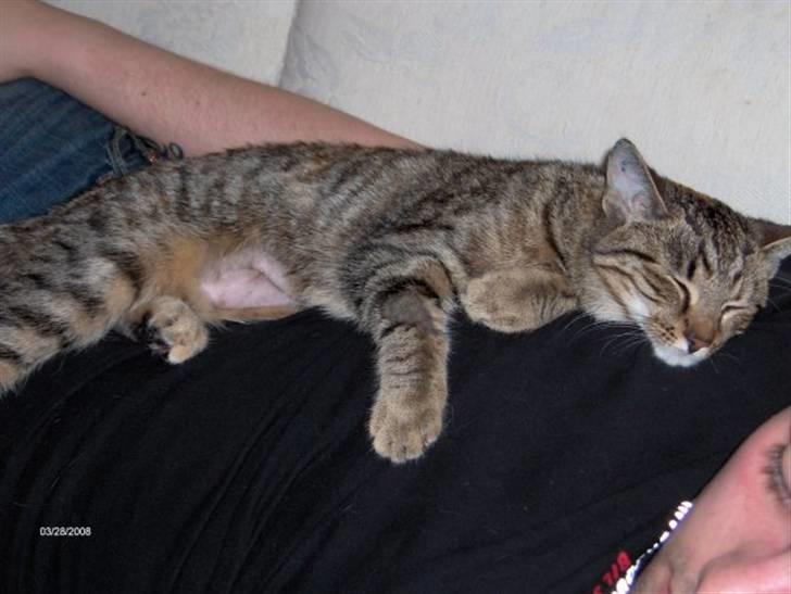 Huskat Mercedes billede 9