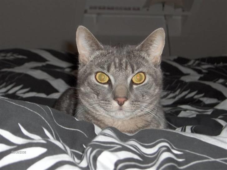 Huskat Ferrari - Er jeg ikke farlig? billede 9