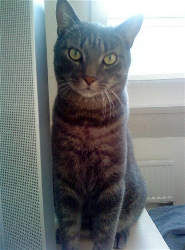 Huskat Ferrari billede 10