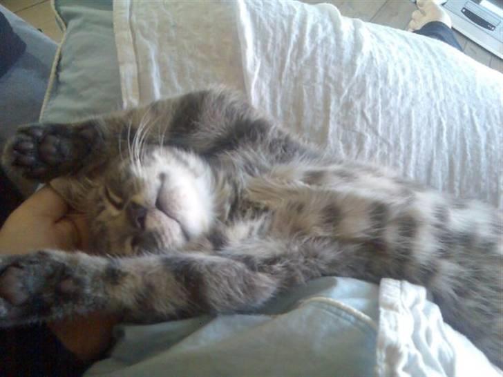 Huskat Ferrari - man bliver træt af alt det luksus billede 11