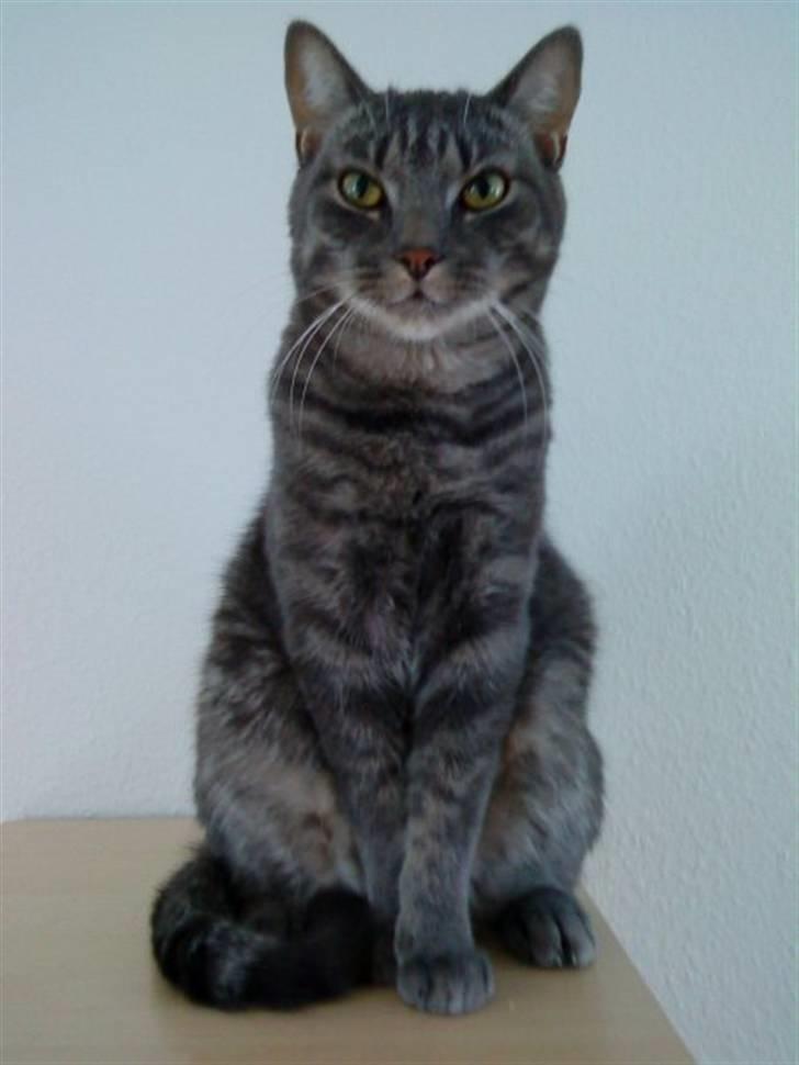 Huskat Ferrari billede 13